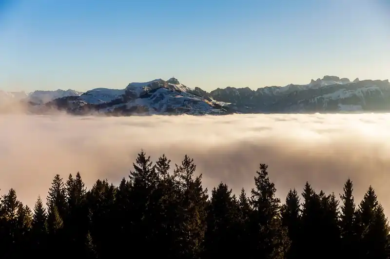 셀바스헬스케어 기업 분석