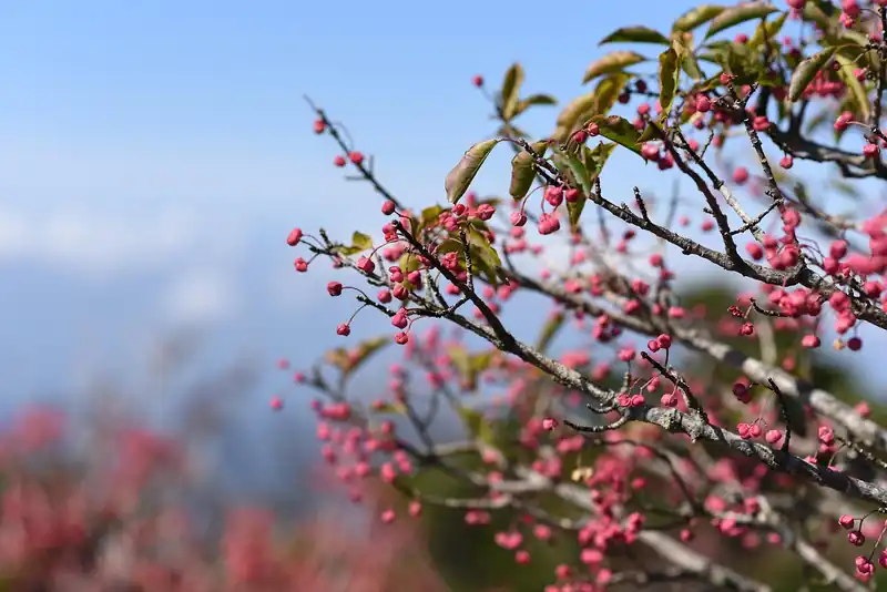 예약 필수! 성판악/관음사 코스