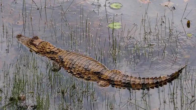 코스타세레나크루즈란?