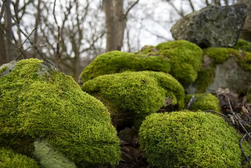 최저가 증권사 순위