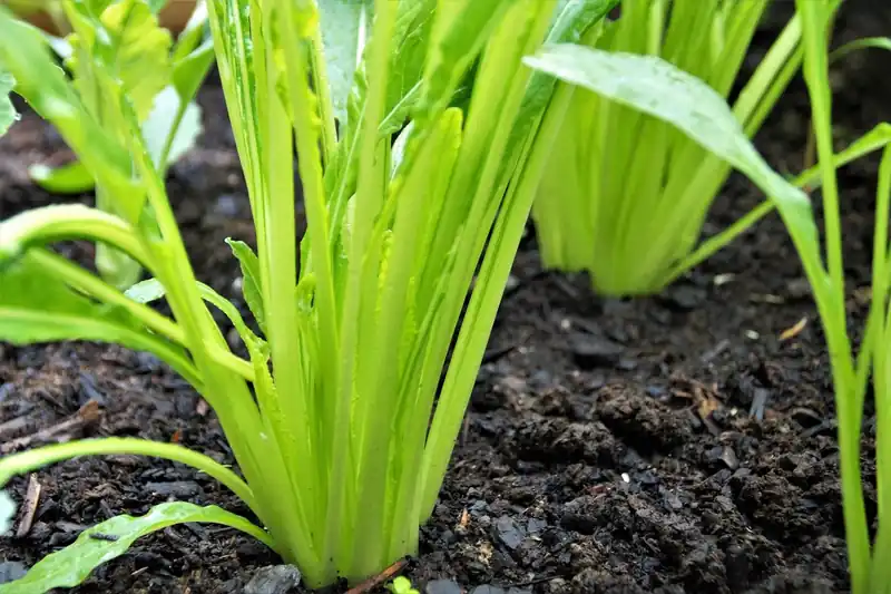 미즈노, 왜 선택해야 할까?