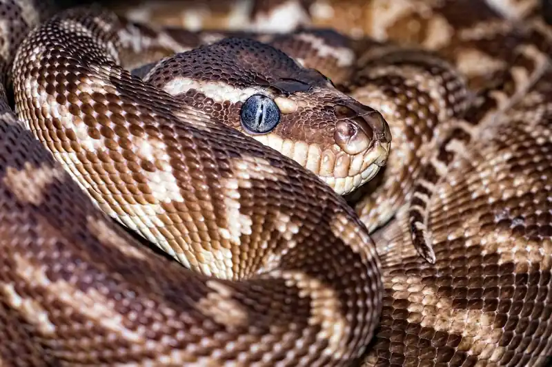 마운자로 vs 위고비, 핵심 비교