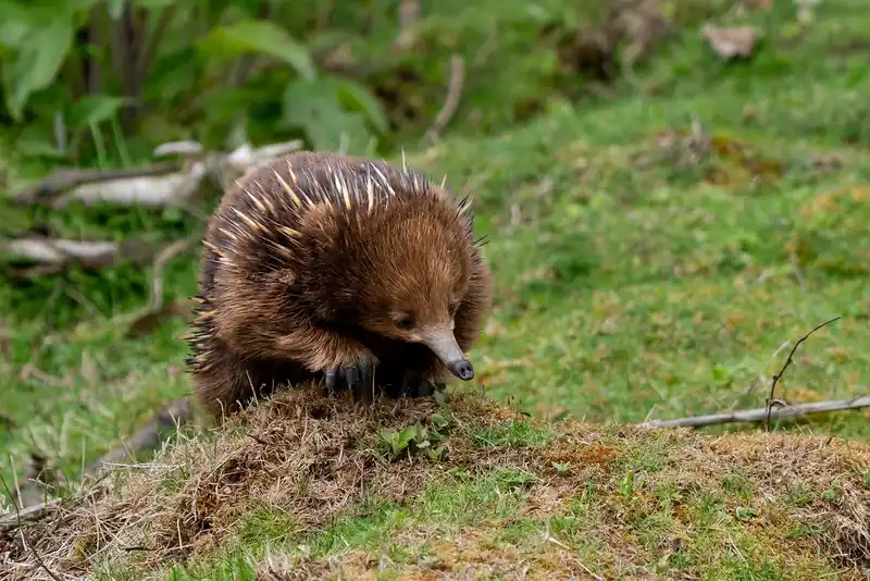 숨기 쉬운 증상