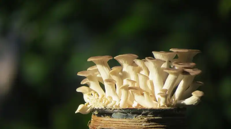 평균 몸무게의 의미