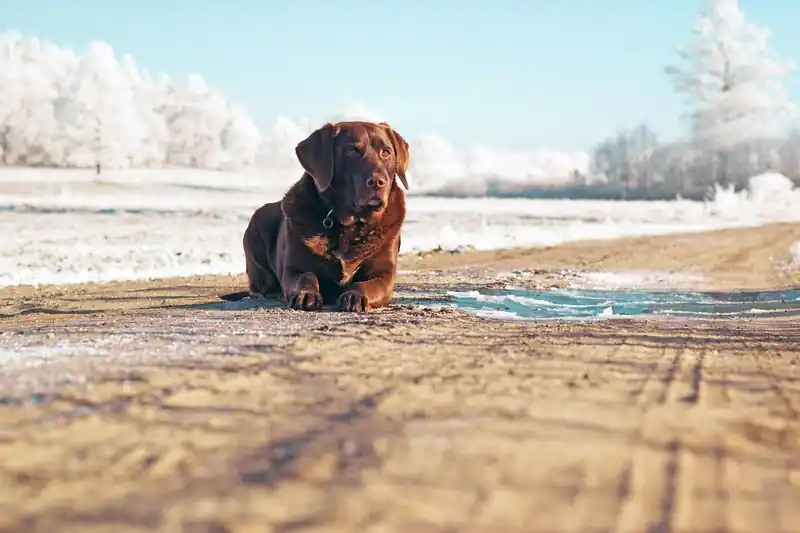 쉰 목소리와 음성 변화