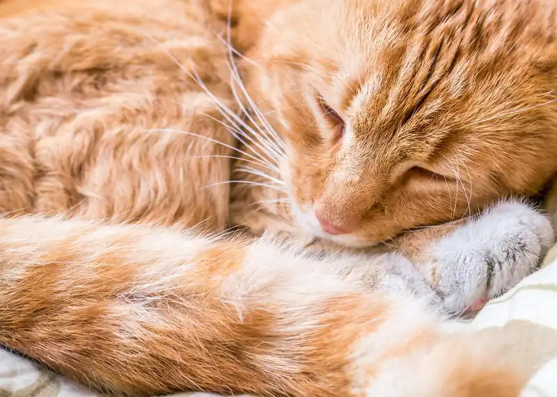 맛있게 즐기는 팁